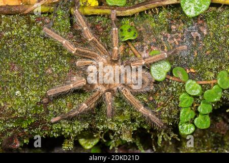 Una specie non identificata di tarantula su un ramo mussoso nella foresta pluviale montana nella Cordillera del Condor, l'Amazzonia ecuadoriana. Un'area di eccezione Foto Stock