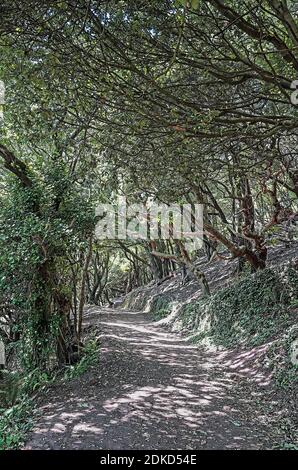 Foto illustrazione  l'attraente South West Coastal Path viaggia attraverso Mount Edgcumbe Park verso Kingsand sulla penisola di Rame Foto Stock