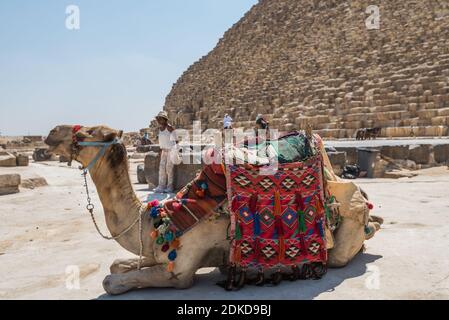 Un cammello in attesa di turisti nel complesso piramidale di Giza, un sito archeologico sull'altopiano di Giza, alla periferia del Cairo, Egitto. Foto Stock