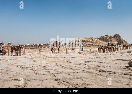 Una fila di cammelli e cavalli in attesa di turisti nel complesso piramidale di Giza, un sito archeologico sull'altopiano di Giza, alla periferia del Cairo, ad esempio Foto Stock