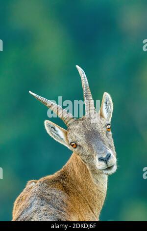 A female ibex in the Karwendel mountains against a green background Stock Photo