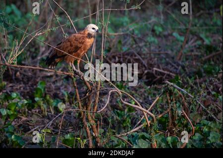 Black-collared Hawk (Busarellus nigricollis), Pantanal, Mato Grosso, Brazil. Stock Photo