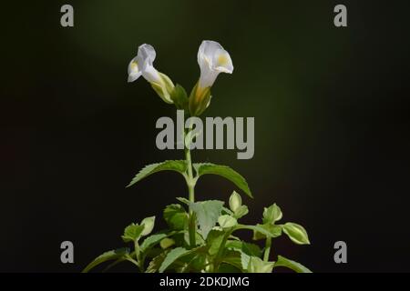 Primo piano di Blue Wings fiore bianco colorato noto anche come Wishbone o Torenia fournieri ia una pianta annuale nel Lindeniaceae, questi fiori sono briganti Foto Stock