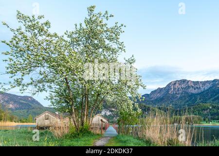 Primavera con fiori bianchi al Kochelsee. Le capanne di pesca di Schlehdorf alla fine di un molo, l'ingresso incorniciato da fiori, sullo sfondo le Alpi. Foto Stock