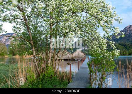 Primavera con fiori bianchi al Kochelsee. Le capanne di pesca di Schlehdorf alla fine di un molo, l'ingresso incorniciato da fiori, sullo sfondo le Alpi. Foto Stock