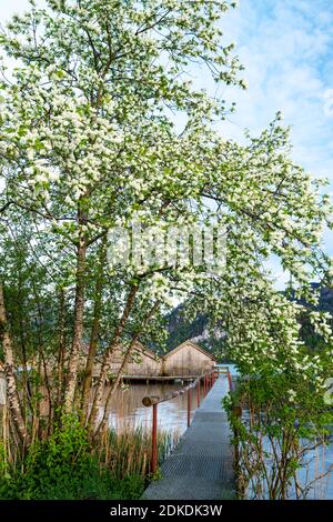 Primavera con fiori bianchi al Kochelsee. Le capanne di pesca di Schlehdorf alla fine di un molo, l'ingresso incorniciato da fiori, sullo sfondo le Alpi. Foto Stock