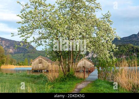 Primavera con fiori bianchi al Kochelsee. Le capanne di pesca di Schlehdorf alla fine di un molo, l'ingresso incorniciato da fiori, sullo sfondo le Alpi. Foto Stock