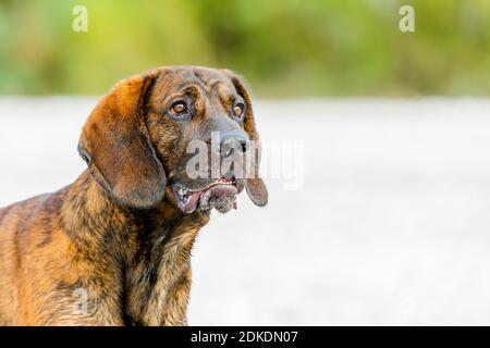 A portrait of a Hanoverian bloodhound with the name "Rüpel", a recognized breed Foto Stock
