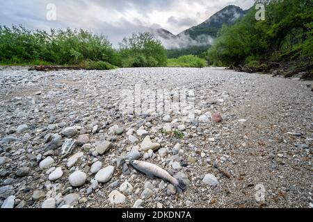 Dopo che la centrale idroelettrica di Krün fu lavata, l'Isar cadde completamente asciutto in alcuni luoghi. Trote piccole e grandi, poliziotti e molti piccoli animali che sono importanti per l'equilibrio biologico sono morti. Foto Stock