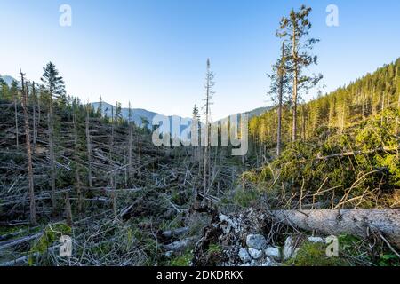 Wind throw in the Karwendel Mountains near the Kriner-Kofler Hut on the northern Karwendel range. Dead and fallen conifers block an entire valley. Stock Photo