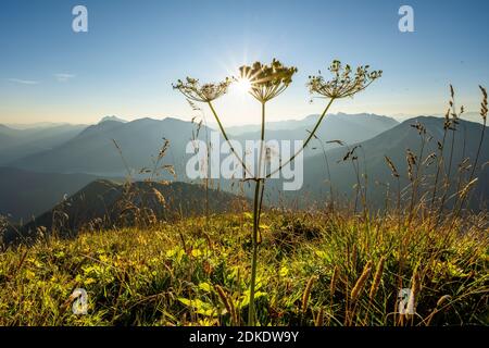 Gumbel fiore sulla cima nella retroilluminazione del sole, sullo sfondo i Monti Rofan Foto Stock