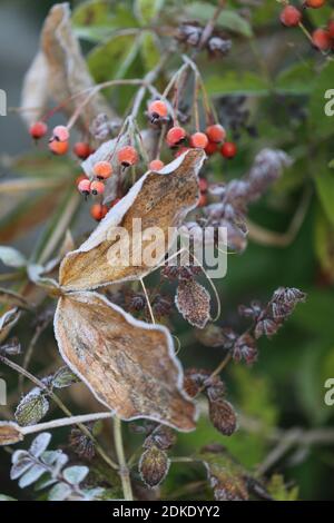 Rosa anche e vetch foglie in gelo Foto Stock