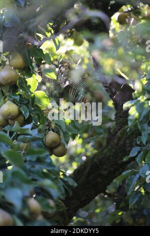 Pear tree with fruits and spider web in September Stock Photo
