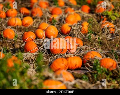 Koeln, Renania Settentrionale-Vestfalia, Germania - campo di zucca, zucche di Hokkaido che crescono in un campo. Foto Stock