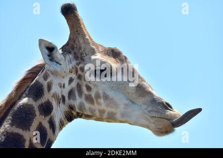 Giraffe [Giraffa camelopardalis] alimentazione. Foto Stock