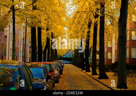 Foglie gialle sugli alberi di lime in autunno nella città di Luckenwalde in Karl-Marx-Straße, auto parcheggiate sul lato sinistro della strada, fogliame autunnale sulle automobili e sulla strada Foto Stock