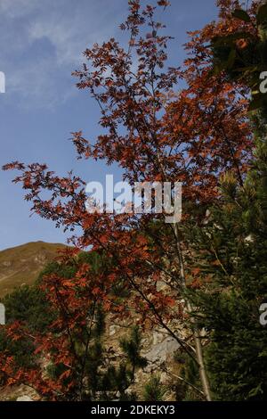 Europa, Österreich, Tirol, Leutasch, Leutasch tal, Gaistal, Ludwig Ganghofer, Spätherbst, Estate Indiana, Traumhaft, Herbst, Weg zum Steinern Hüttl (1925 metri) Foto Stock