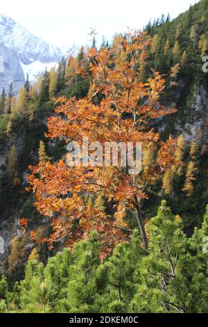 Europa, Österreich, Tirol, Leutasch, Leutasch tal, Gaistal, Ludwig Ganghofer, Spätherbst, Estate Indiana, Traumhaft, Herbst, Weg zum Steinern Hüttl (1925 metri) Foto Stock