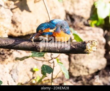 Bel maschio Kingfisher nel parco a Cheltenham Foto Stock