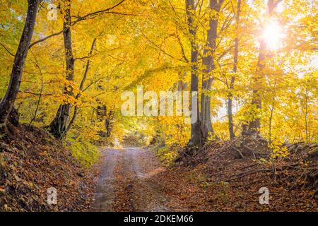 Mulattiera nei boschi con i colori dell'autunno, fogliame giallo, Mel, comune di Borgo Valbelluna, Belluno, Veneto, Italia Foto Stock