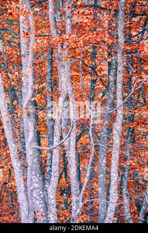 detail on the branches of beech trees in autumnal dress, dry red leaves, autumn in valle del maè, zoldo, dolomites, province of belluno, veneto, italy Foto Stock