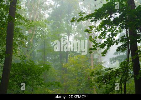 Un po' di nebbia nelle cime degli alberi al mattino presto In autunno in Germania Foto Stock