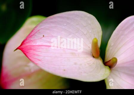 Primo piano su un fiore con sfondo scuro e rosa graduale più scuro alla punta Foto Stock