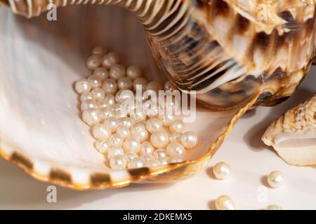 perline perline giacciono in una conchiglia di conchiglia, primo piano foto Foto Stock