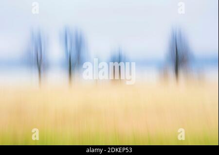 Artphoto, movimento intenzionale Camera, Germania, paesaggio fluviale, Valle dell'Elba, Germania settentrionale, bassa Sassonia, Elba, banche vicino Artlenburg, umore malinconico, vegetazione offuscata Foto Stock