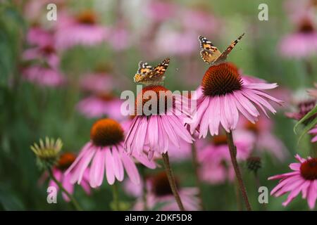 Purple coneflower (Echinacea purpurea), red sun hat, with painted lady (Vanessa cardui) Stock Photo