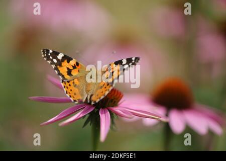 Porpora di coneflower (Echinacea purpurea), coneflower rosso, con signora dipinta (Vanessa Cardui) Foto Stock