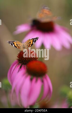 Porpora di coneflower (Echinacea purpurea), coneflower rosso, con signora dipinta (Vanessa Cardui) Foto Stock