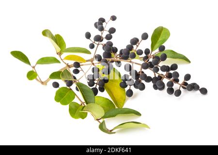Privet ( Ligustrum , vulgare ) isolato su bianco Foto Stock