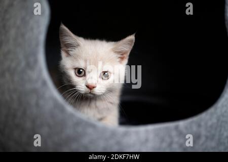 carino gattino britannico shorthair all'interno della grotta grigia dell'animale domestico guardando la fotocamera Foto Stock
