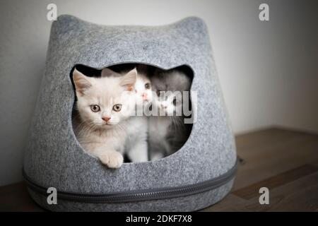 tre cuccioli inglesi shorthair di colore diverso all'interno dell'animale domestico grotta Foto Stock