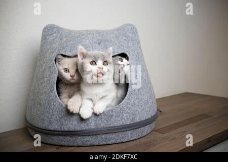 divertente immagine di tre diversi gattini inglesi shorthair di colore all'interno di gatto shapd animale grotta Foto Stock
