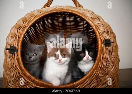 gruppo di cinque cuccioli inglesi di shorthair di colore diverso che riposano insieme all'interno del carrello per animali domestici che si affaccia verso l'esterno Foto Stock