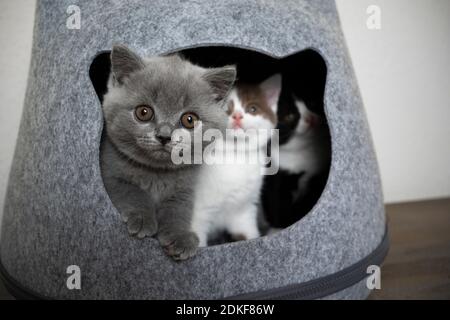 tre diversi cuccioli corti inglesi curioso e timido di colore all'interno di gatto animale domestico grotta Foto Stock