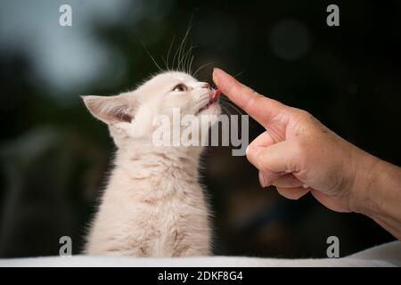 carino gattino shorthair britannico color crema che lecca gli spuntini cremosi da dita dei proprietari cat Foto Stock