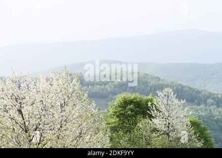 Peak alberi di ciliegio fiorito in un villaggio di montagna con mattina foschia Foto Stock