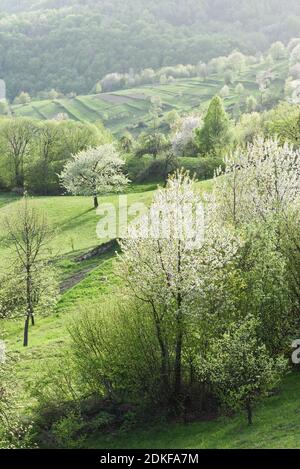 Alberi ricoperti di fiori bianchi in primavera sul verde colline di un villaggio di montagna Foto Stock