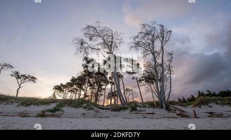 Germania, Meclemburgo-Pomerania occidentale, Prerow, alba sulla spiaggia occidentale, Mar Baltico Foto Stock