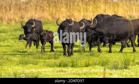 Germany, Mecklenburg-Western Pomerania, Born, water buffalo on the Baltic Sea peninsula Fischland-Darß-Zingst. Stock Photo