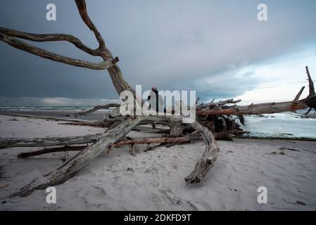 Germania, Meclemburgo-Pomerania occidentale, Prerow, uomo seduto sulla spiaggia occidentale su un albero, Mar Baltico Foto Stock
