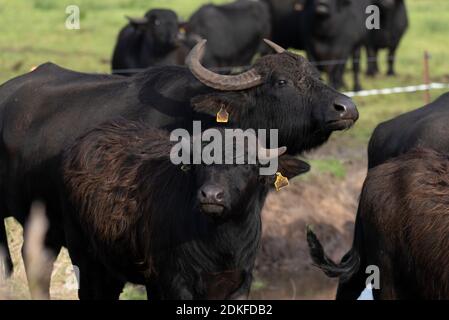 Germany, Mecklenburg-Western Pomerania, Born, water buffalo on the Baltic Sea peninsula Fischland-Darß-Zingst. Stock Photo