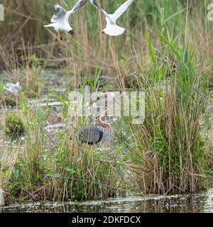 L'airone viola (Ardea purea) è attaccato da gabbiani a testa nera. Foto Stock