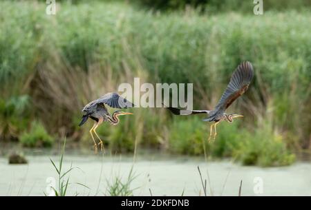 Germany, Baden-Wuerttemberg, Wagbach lowlands, purple heron (Ardea purpurea) in flight. Stock Photo