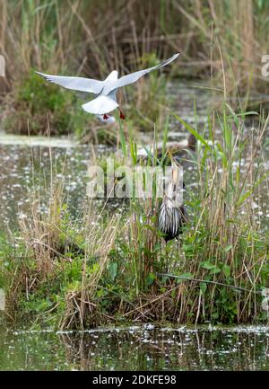 L'airone viola (Ardea purea) è attaccato da un gabbiano a testa nera. Foto Stock