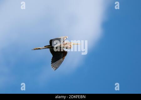 Germany, Baden-Wuerttemberg, Wagbach lowlands, purple heron (Ardea purpurea) in flight. Stock Photo