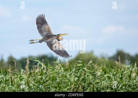 Germany, Baden-Wuerttemberg, Wagbach lowlands, purple heron (Ardea purpurea) in flight. Stock Photo